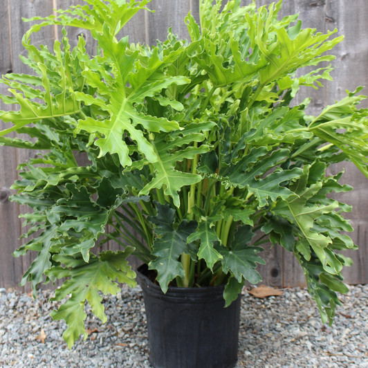 Selloum Philodendron Selloum Philodendron