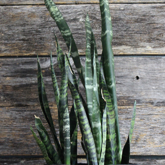 Snake Plant - 'Black Coral' Snake Plant - 'Black Coral'