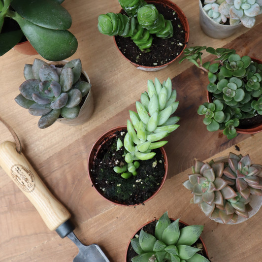 Succulent Assortment Succulent Assortment