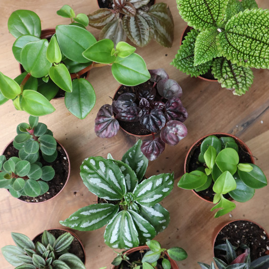 Low Maintenance Plant Assortment Low Maintenance Plant Assortment