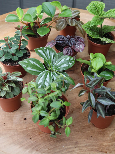 Low Maintenance Plant Assortment Low Maintenance Plant Assortment