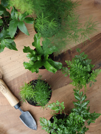 Ferns Assortment Ferns Assortment