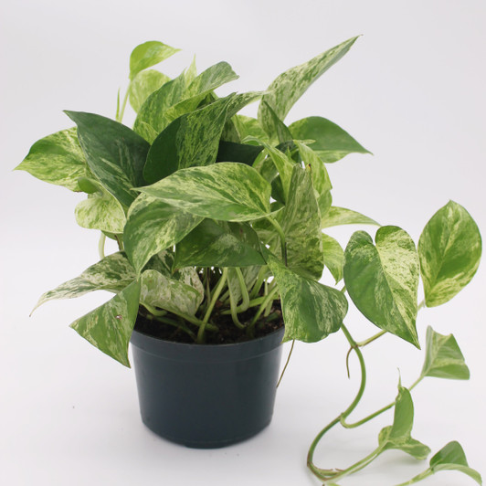 Pothos - 'Marble Queen' Pothos - 'Marble Queen'