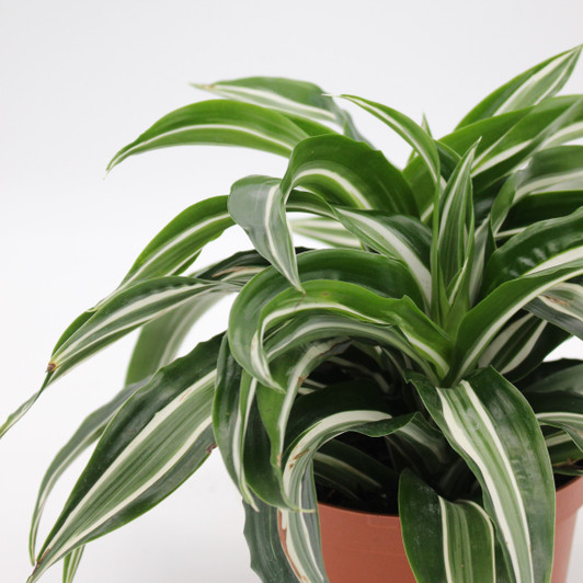 Dracaena - 'Jade Jewel' Dracaena - 'Jade Jewel'