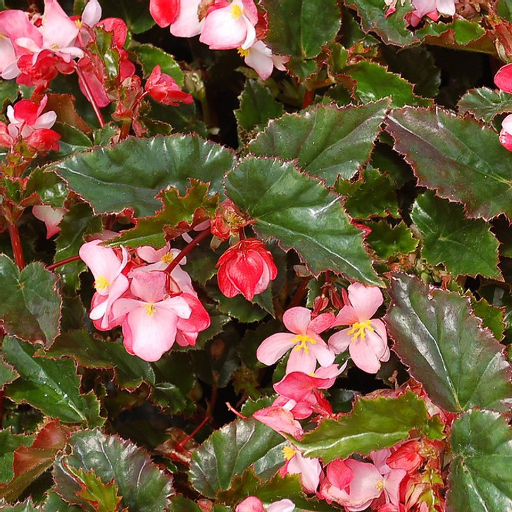 Begonia Richmondensis 10" | Pink