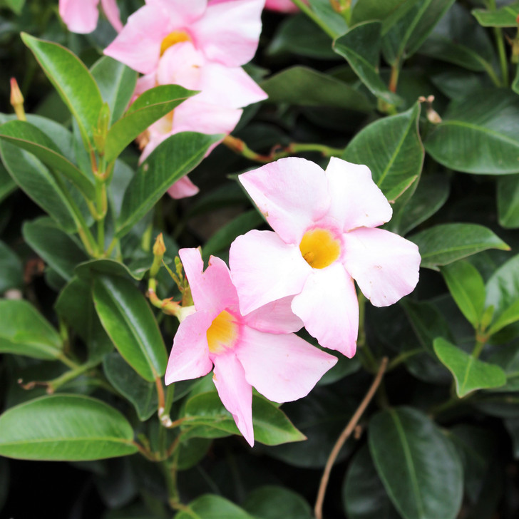 Dipladenia 10" | Pink