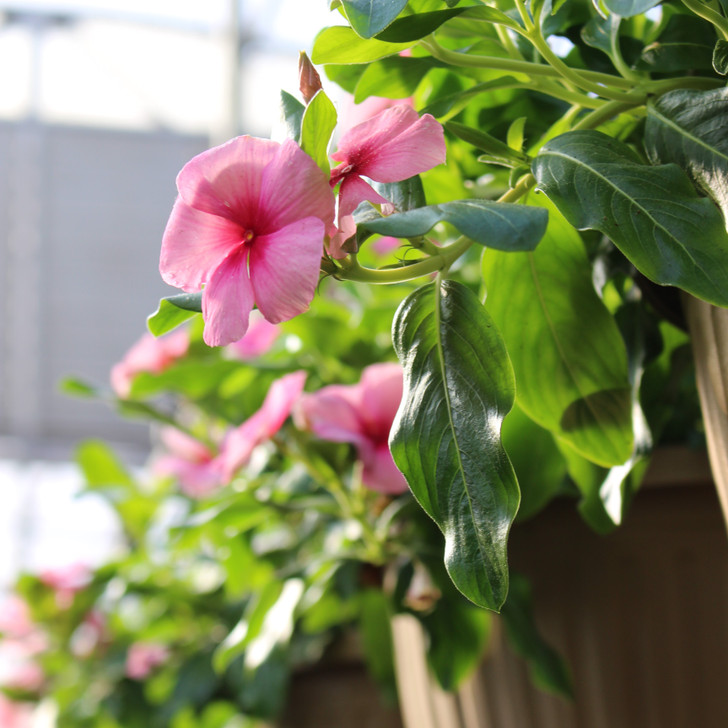 Flowering Vinca 10" | Pink
