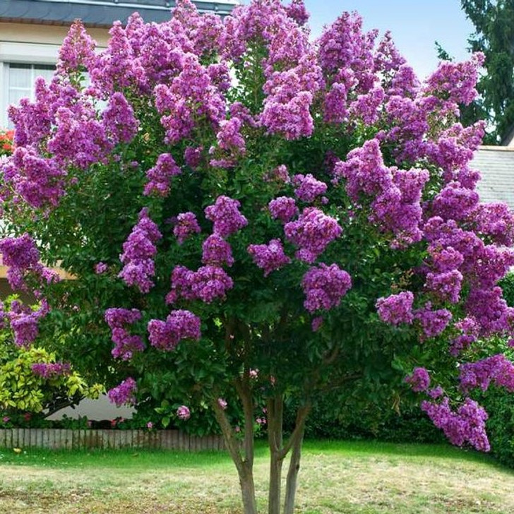 'Twilight Purple' Crape Myrtle 10'