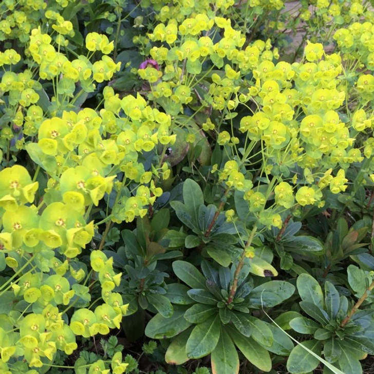 Euphorbia - 'Robbiae'
