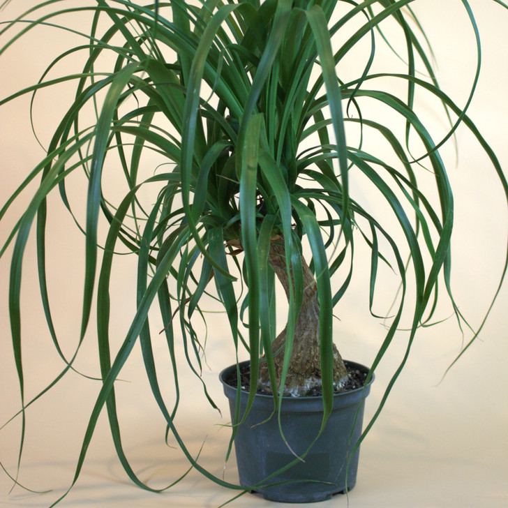 Ponytail Palm in 6" container