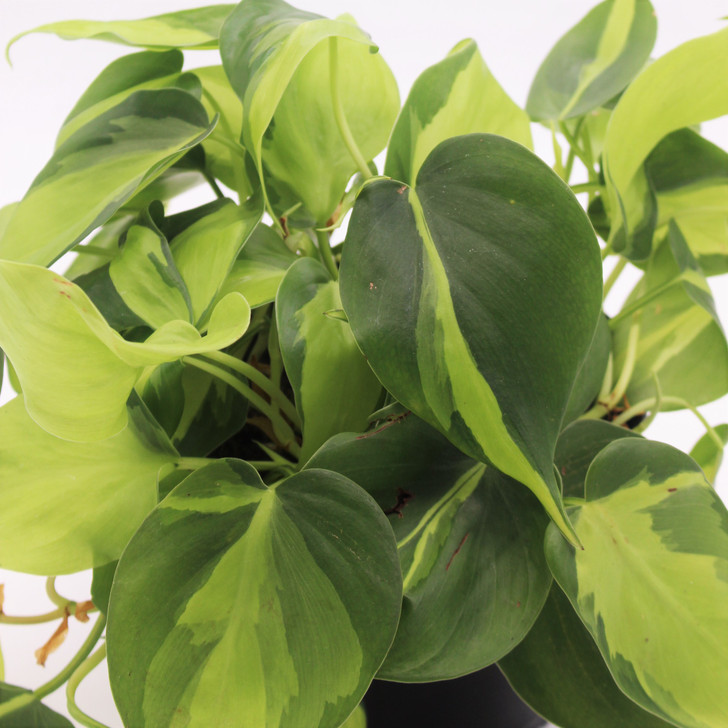 Philodendron | Brasil