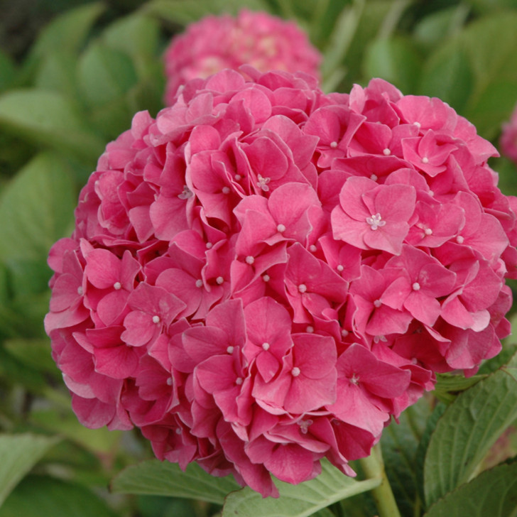 Glowing Embers Hydrangea Shop Hydrangeas American Plant