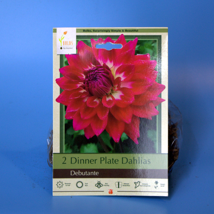 Dahlia Bulb 2pk | Debutante