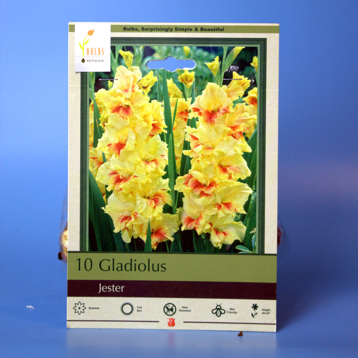 Gladiolus Bulb 10pk | Jester