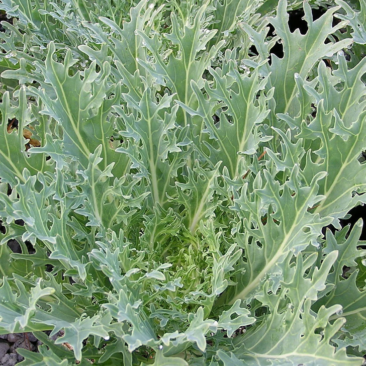 Market Pack Vegetable | Kale