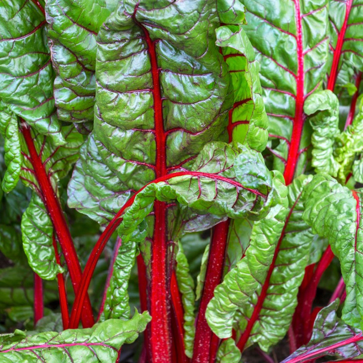 Market Pack Vegetable | Swiss Chard