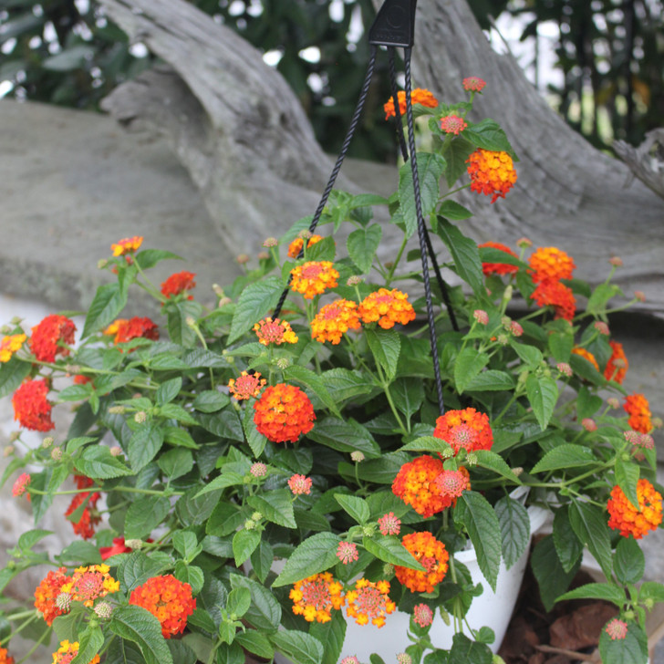 Lantana 10" | Red