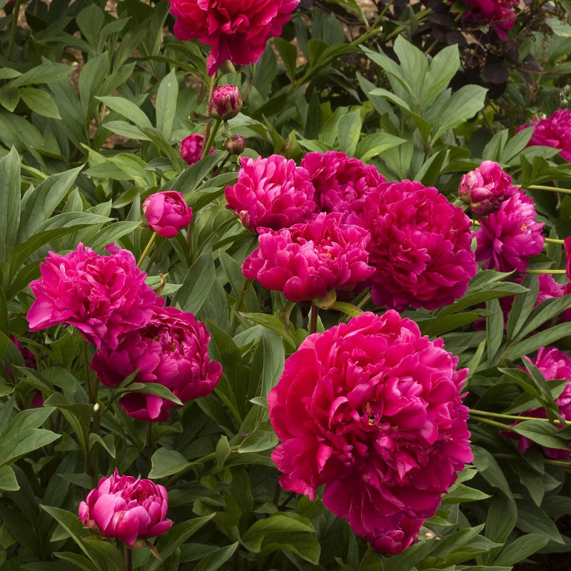 Peony | Karl Rosenfield