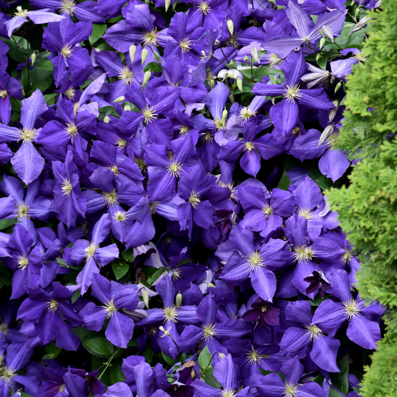 photos courtesy of NetPS Plantfinder
