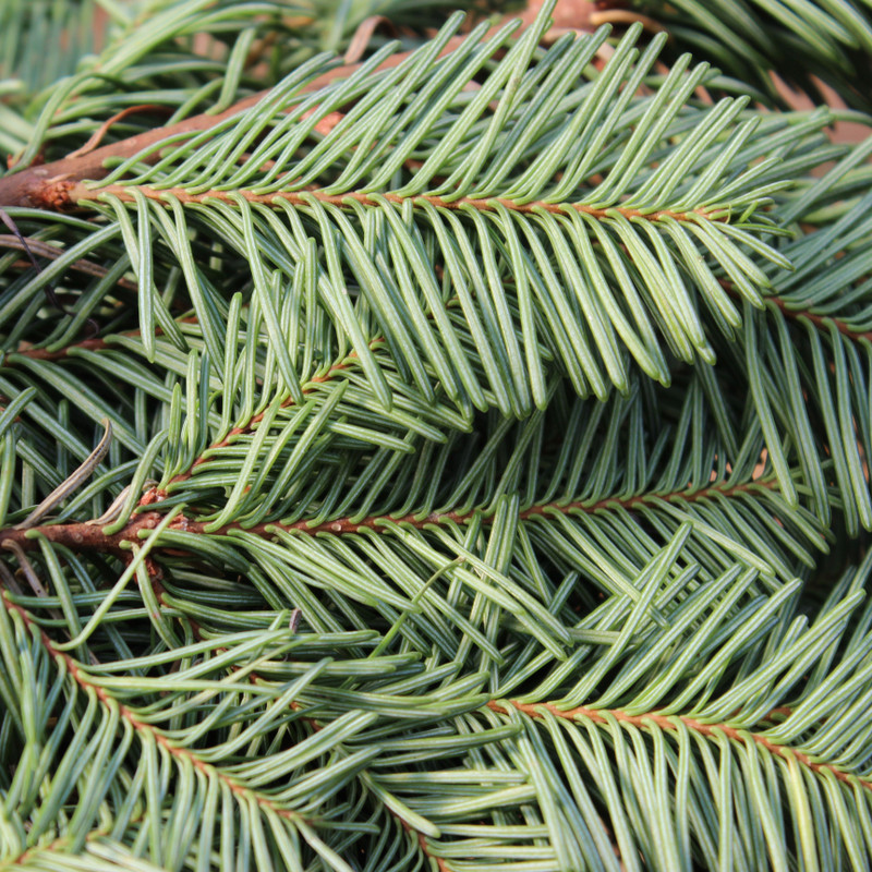 Nordman Fir Bunch