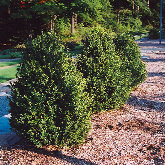 photos courtesy of NetPS Plantfinder
