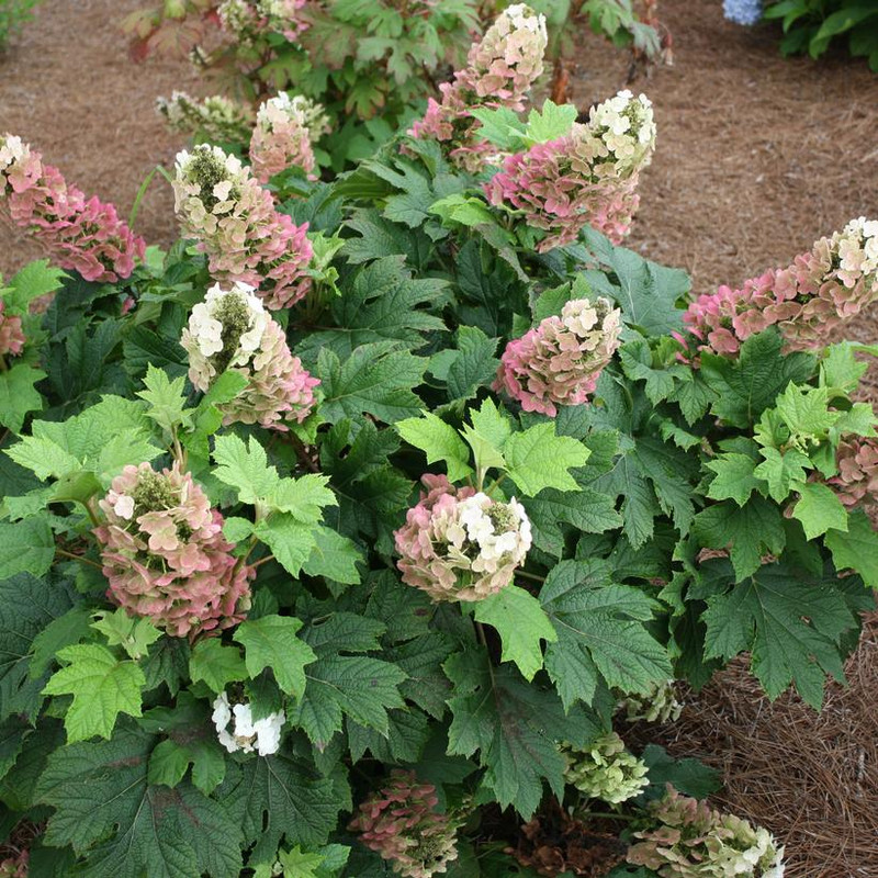 Oakleaf Hydrangea | 'Jet Stream'™