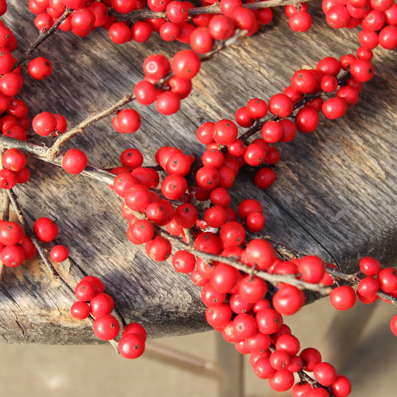 Winterberry | 1lb Bundle