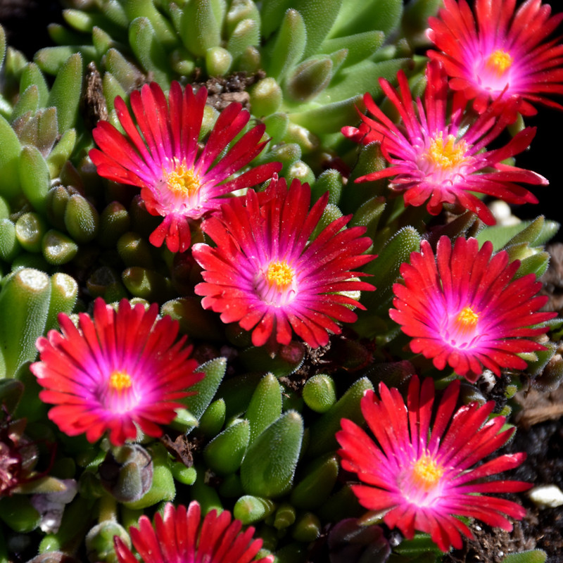 photos courtesy of NetPS Plant Finder