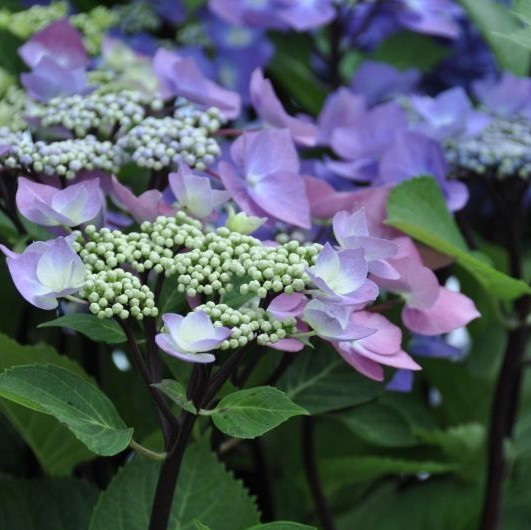 Hydrangea | Zorro
