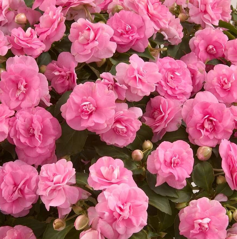 Double Impatiens 4.5 Inch