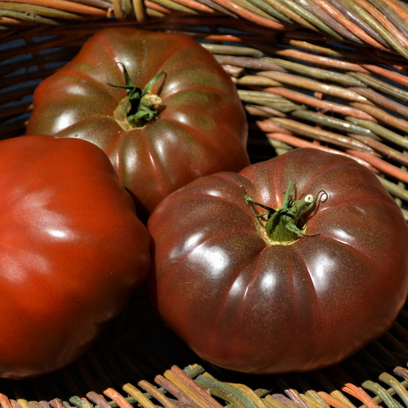 photo courtesy of NetPS Plant Finder