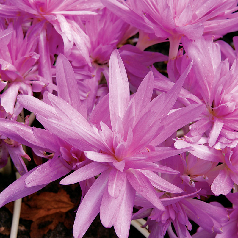Giant Autumn Crocus Bulb 1pk | Colchicum Waterlily