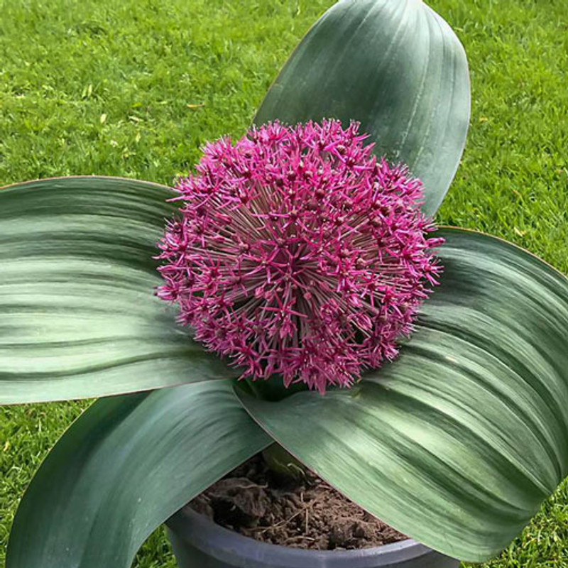 Allium Bulb 8pk | Red Giant Star
