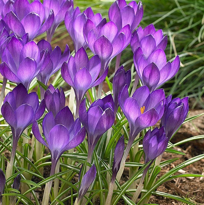 Crocus Bulb 25pk | Ruby Giant