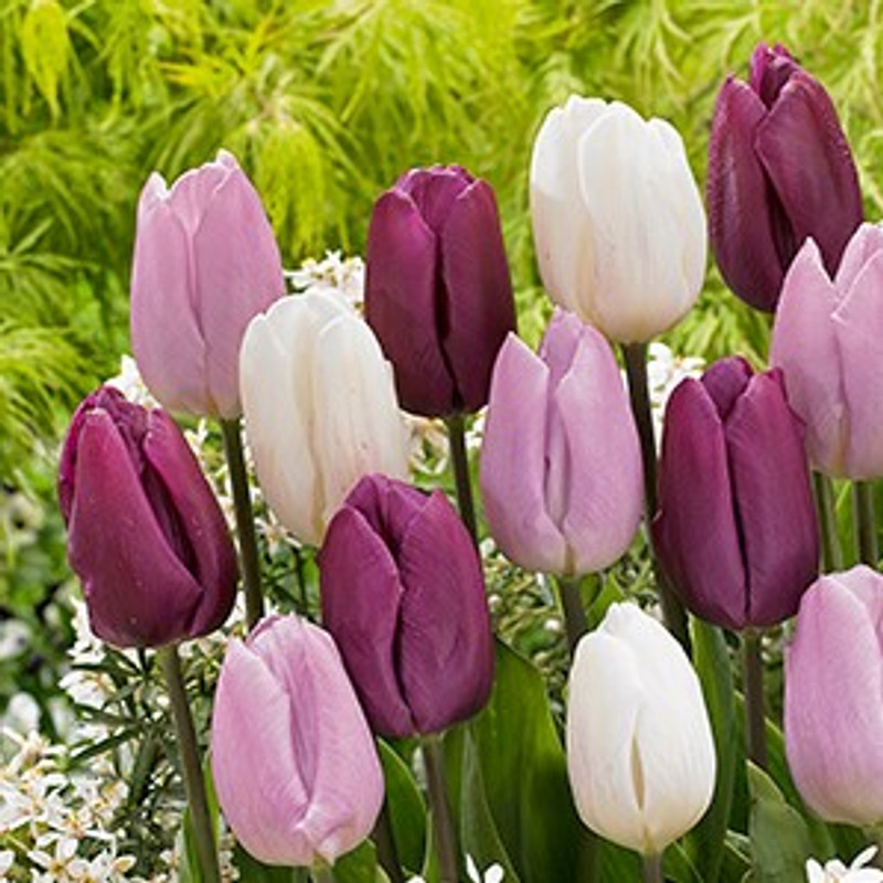 Tulip Bulb 7pk | Dutch Surprise