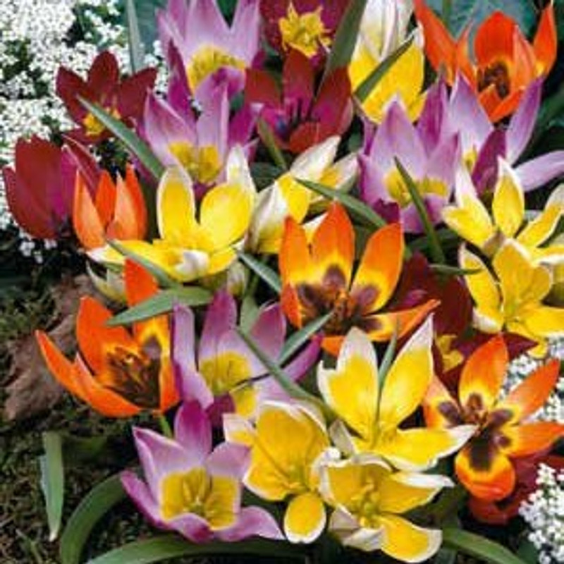 Tulip Bulb 35pk | Wildflower Mix Tulip Bulb 35pk | Wildflower Mix