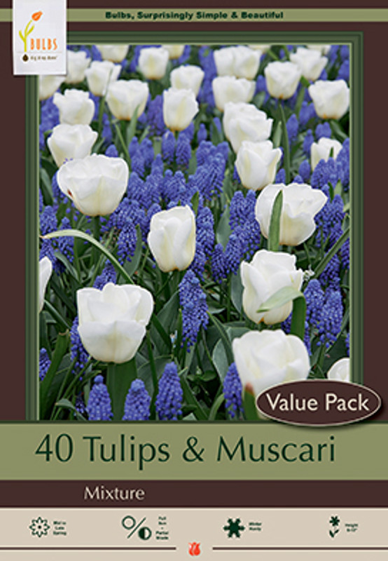 Tulip & Muscari Mix - 36pk
