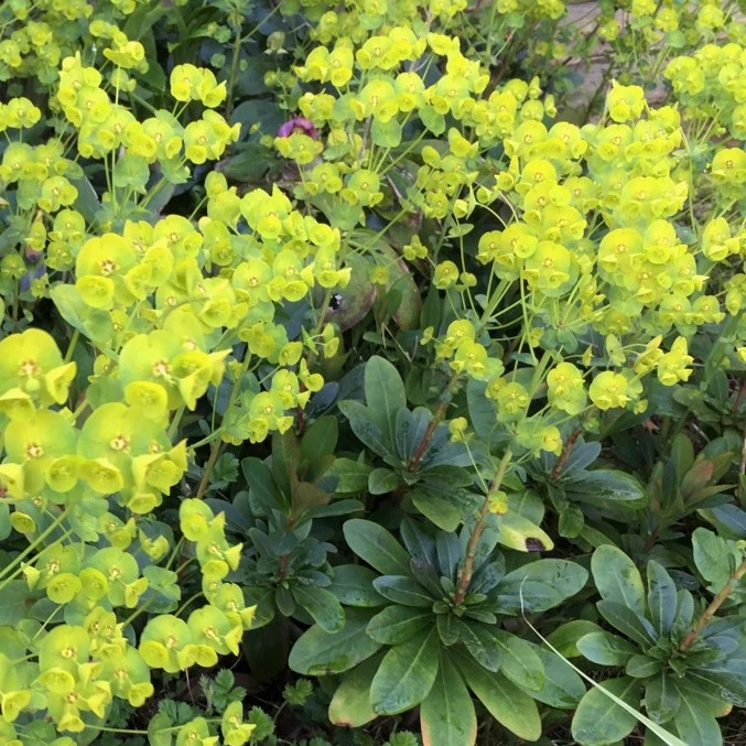 Euphorbia - 'Robbiae'