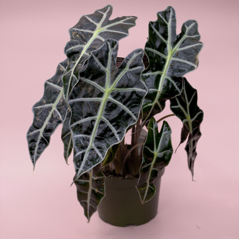 Alocasia | Polly
