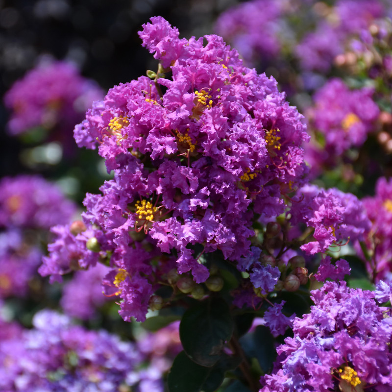 photos courtesy of NetPS Plant Finder