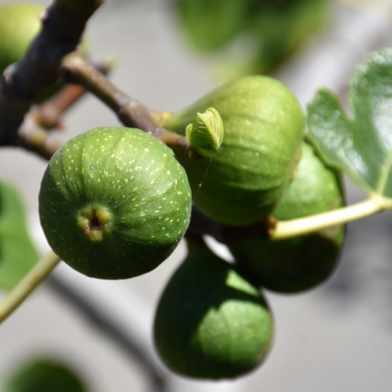 photos courtesy of NetPS Plant Finder photos courtesy of NetPS Plant Finder