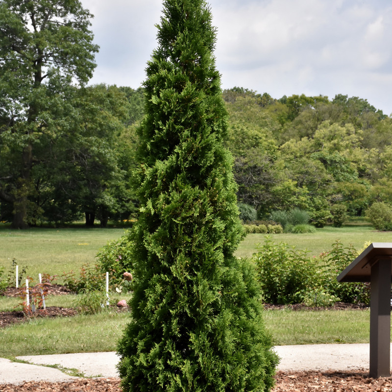 photos courtesy of NetPS Plant Finder