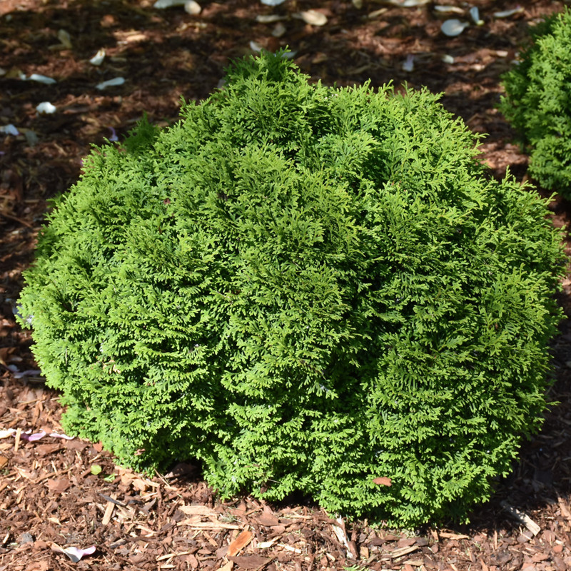 photos courtesy of NetPS Plant Finder