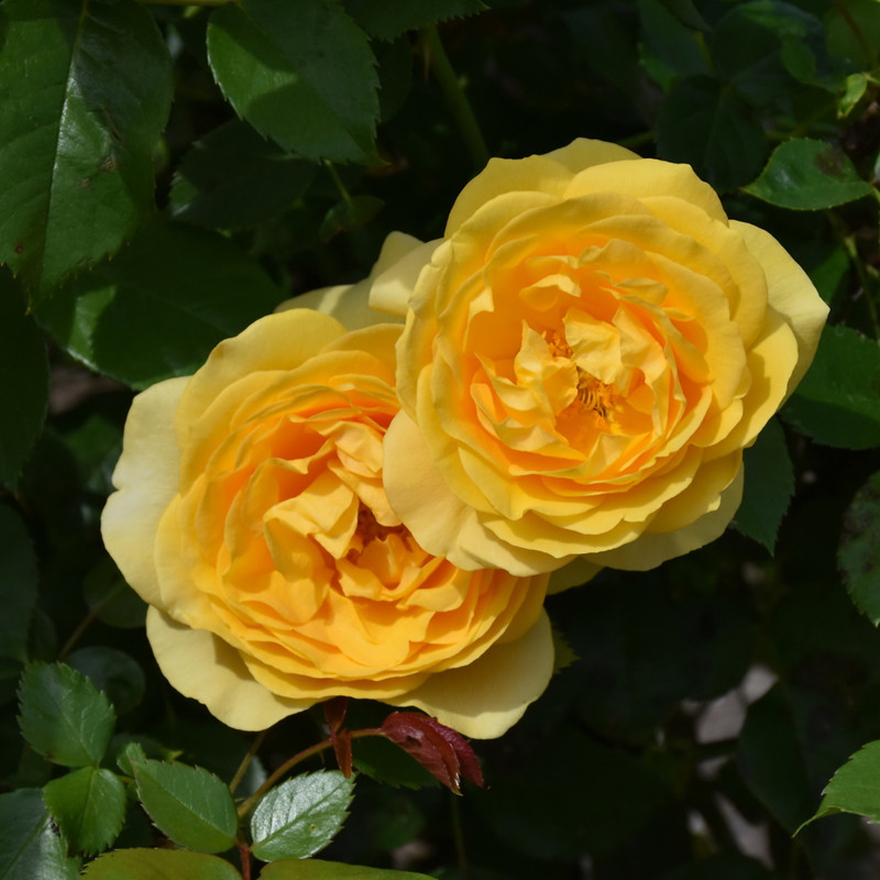 photo courtesy of NetPS Plant Finder