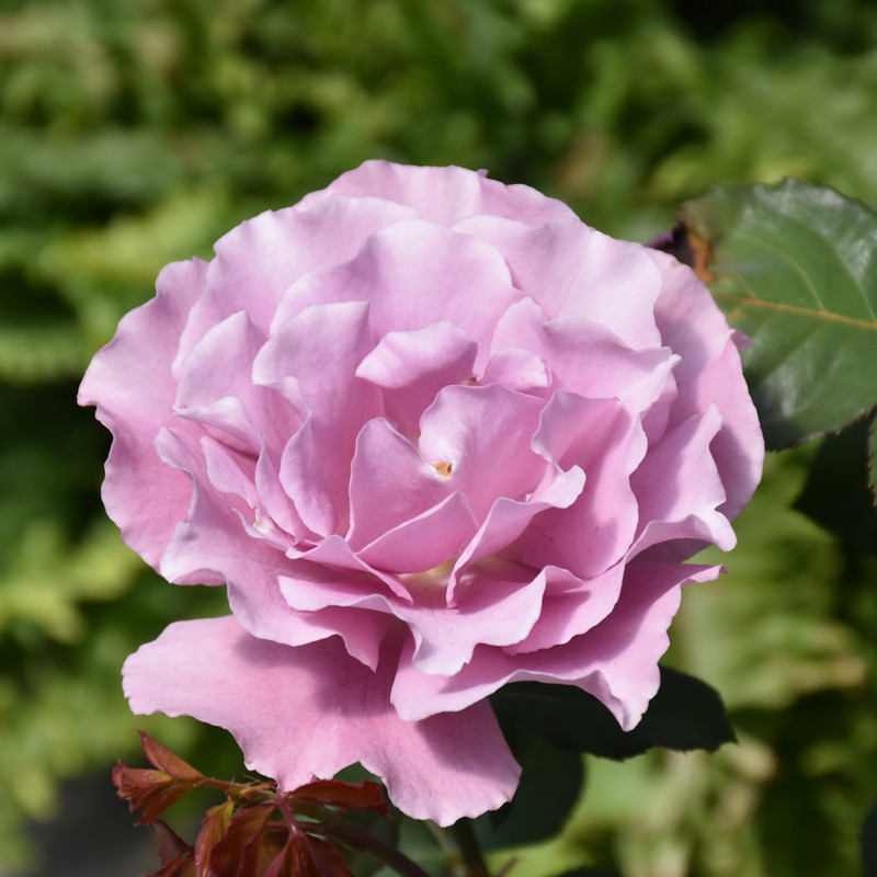 photo courtesy of NetPS Plant Finder