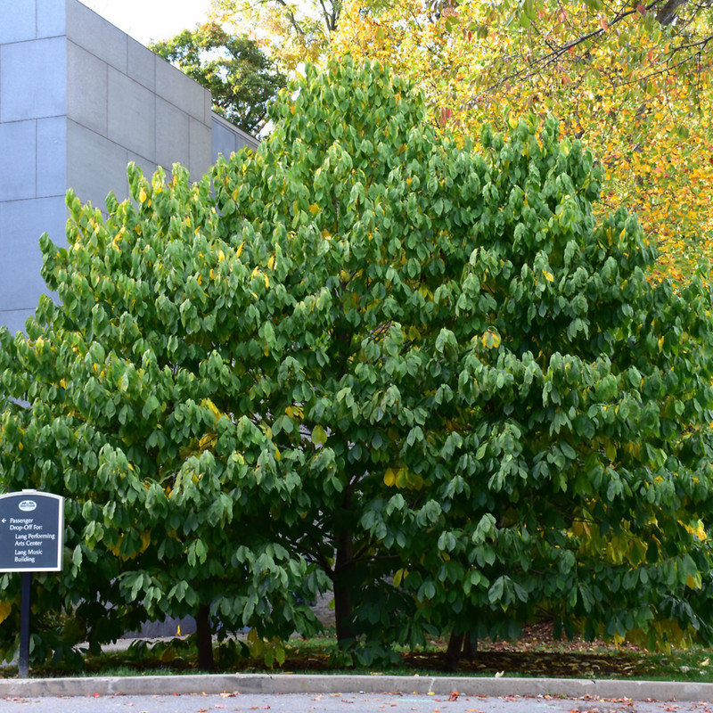 images courtesy of NetPS Plant Finder