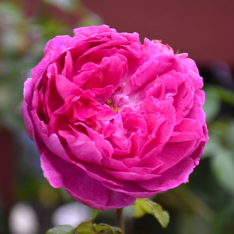 image courtesy of NetPS Plant Finder