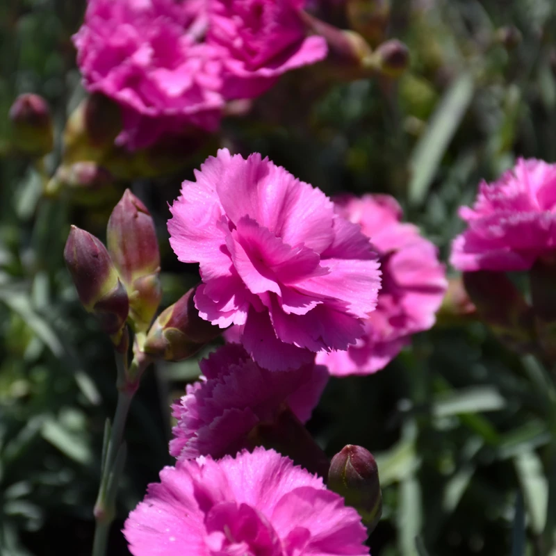 image courtesy of NetPS Plant Finder