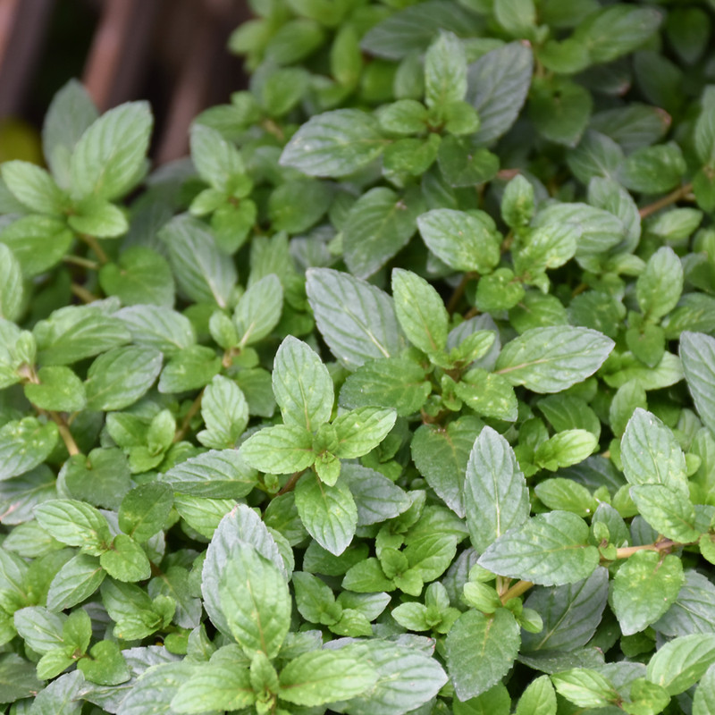Peppermint - photos courtesy of NetPS Plant Finder