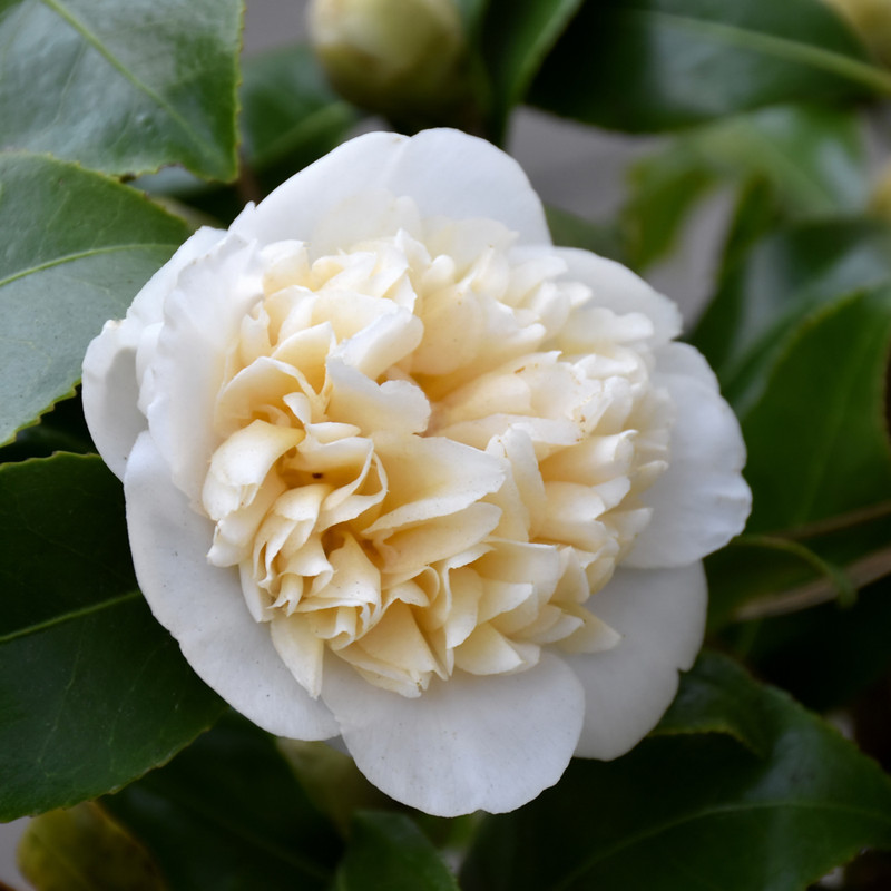 image courtesy of NetPS Plantfinder